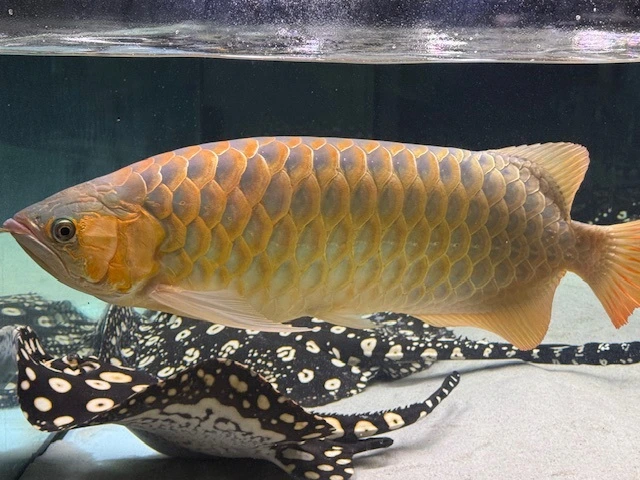 Super Rød Asiatisk Arowana - Den mest ikoniske dragefisk